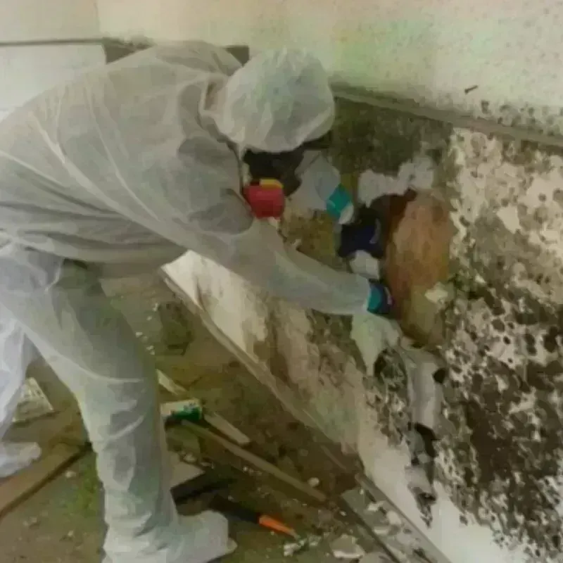 Mold Remediation and Removal in Bridgeport, WA